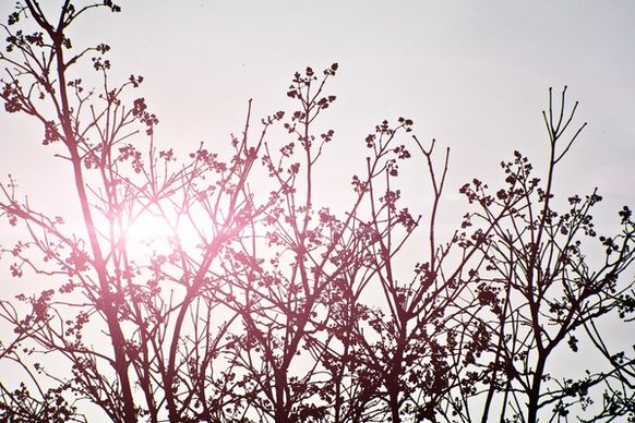 bloom branch flare silhouette sun tree