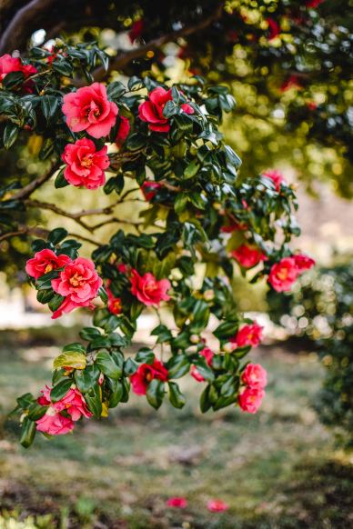 blooming camellia scene picture modern elegance