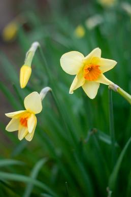 blooming daffodil flowers backdrop elegant closeup