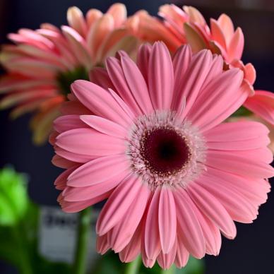 blooming Gerbera flowers picture backdrop elegant closeup