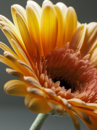 blooming Gerbera petal backdrop elegant closeup realistic