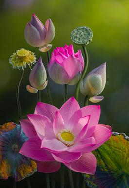 blooming lotus picture elegant closeup