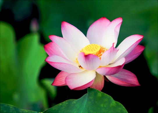 blooming lotus picture elegant closeup 