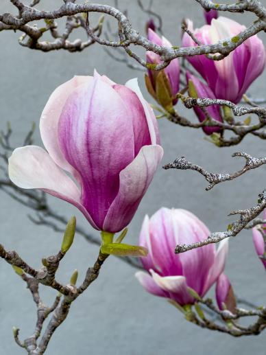 blooming magnolia flora backdrop elegant closeup