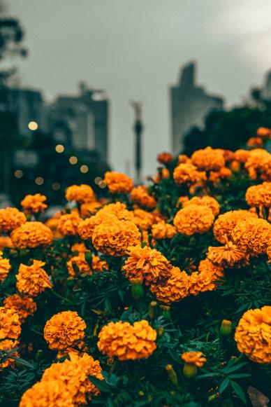 blooming marigold picture classical contrast