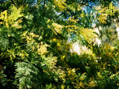 blooming mimosa picture elegant realistic