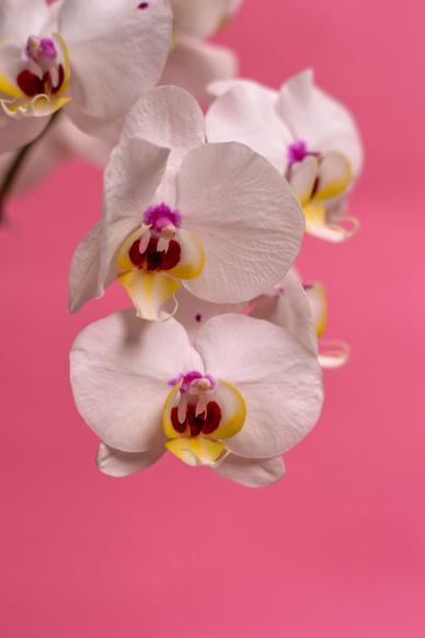 blooming Orchid flower backdrop picture elegant closeup