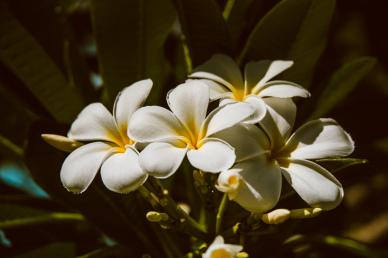 blooming plumeria flowers backdrop picture contrast realistic