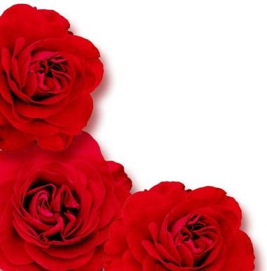 blooming red roses 01 hd picture