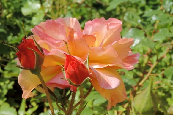 closeup of beautiful roses in garden