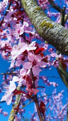 closeup of natural cherry blossom on tree