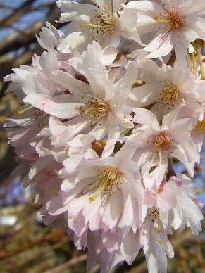 blossom spring delicate