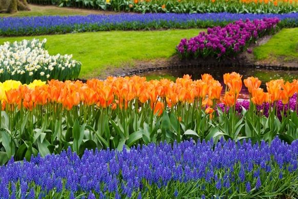blossom tulips color