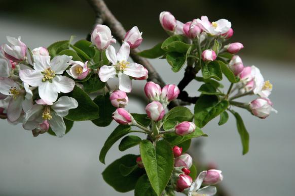 blossoms and buds