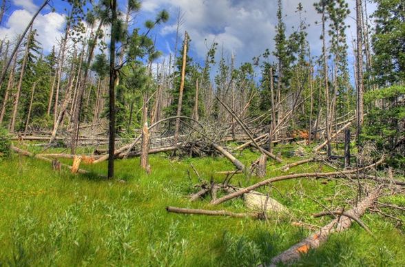blown down trees in custer state park south dakota