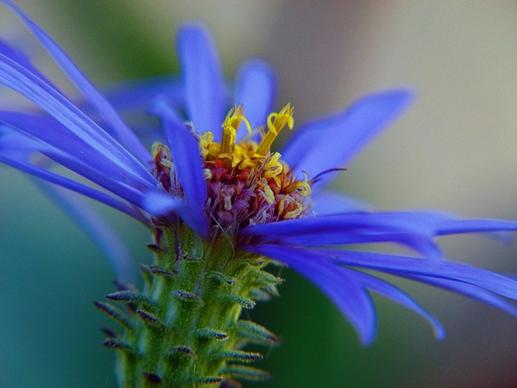 blue arctic aster wildflower