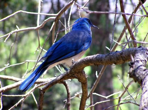 blue bird wildlife tree