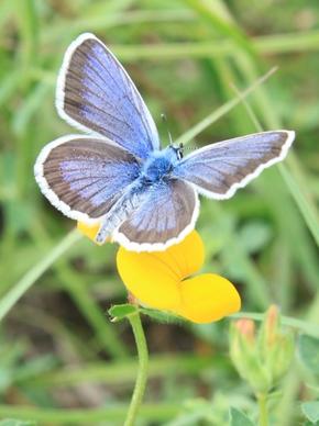 blue butterfly flowers