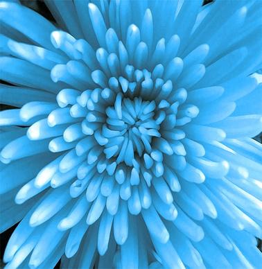 blue chrysanthemum photoshop