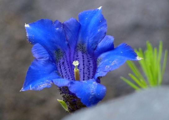 blue enzian alpine flower