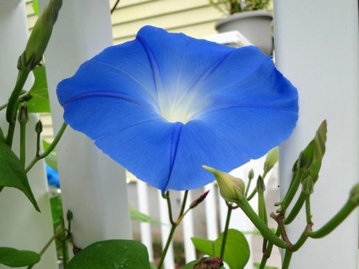 blue flower morning glory