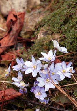 blue flowers plants