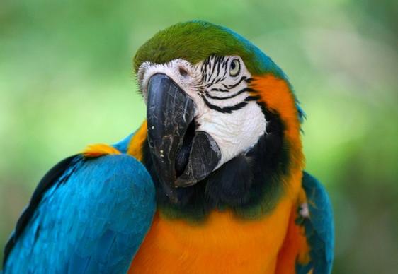 blue gold macaw parrott tropical bird