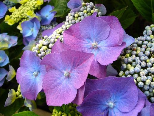 blue hydrangea blue flower hydrangeas