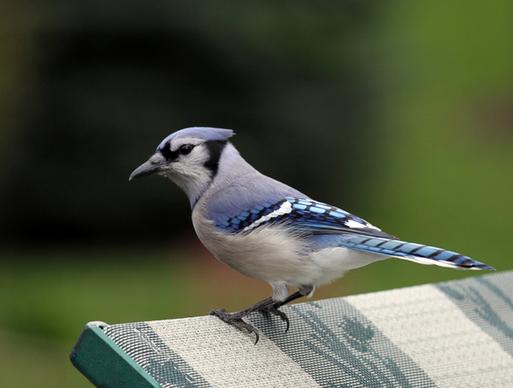 blue jay looking for a hand out