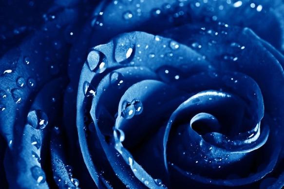 blue rose highdefinition picture