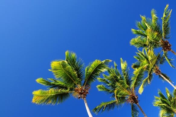 blue sky and coconut trees hd picture