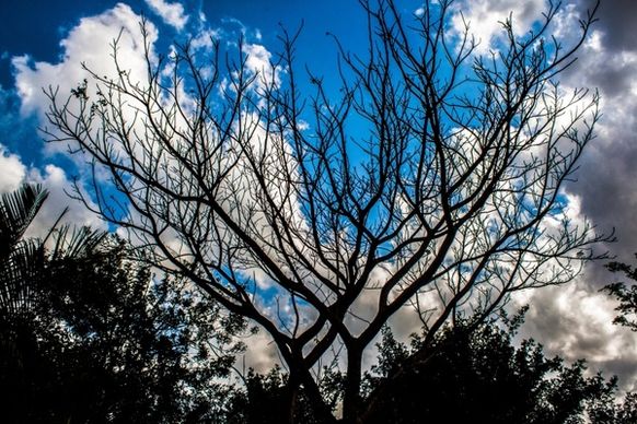 blue sky tree shadow scene