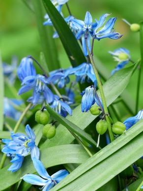 bluebell flower fruits