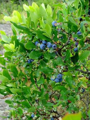 blueberry bush shrub