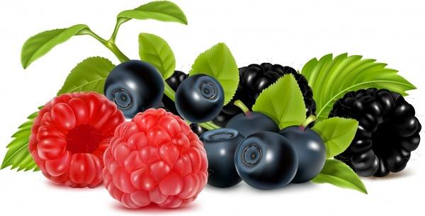 fruits background shiny modern realistic raspberry blackberry sketch