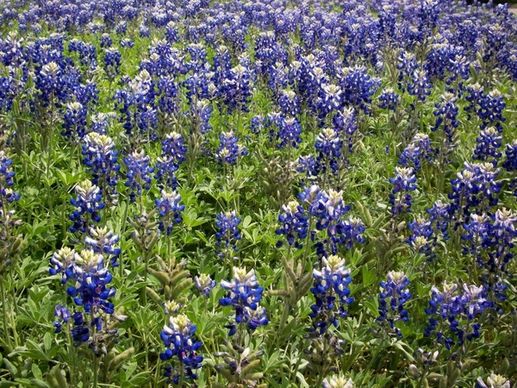bluebonnets field wildflowers