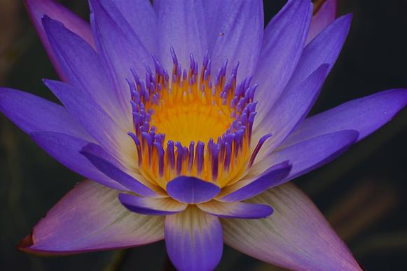 bluish purple water lily
