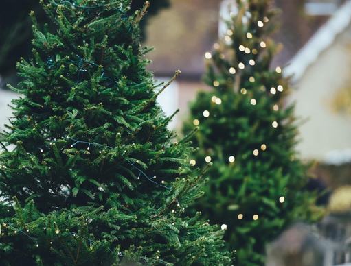 blur branch christmas christmas tree cone conifer
