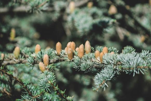 blur branch christmas color cone conifer coniferous