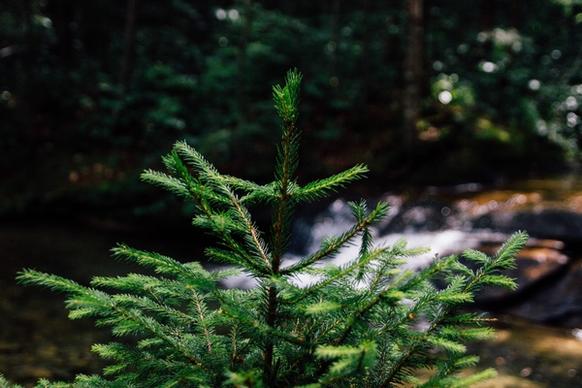 blur branch conifer daytime evergreen fern foliage