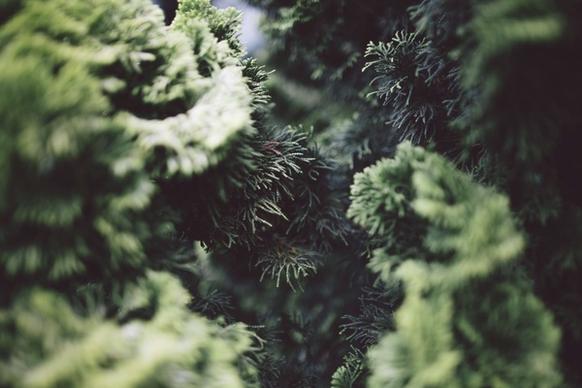 blur branch conifer evergreen fern flower forest
