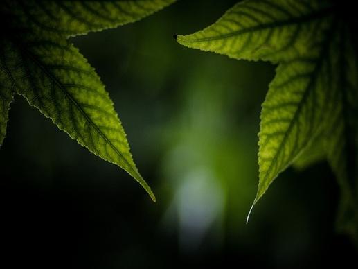 blur branch dew dof environment fern foliage forest