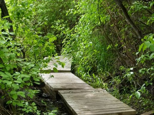 boardwalk wooden wetland