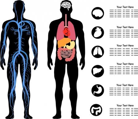 body science infographic flat silhouette design organ icons