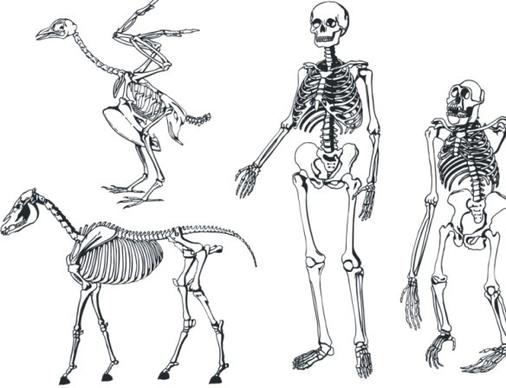 bones skeleton vector