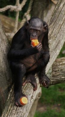 bonobo monkey