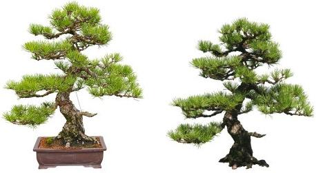 bonsai highdefinition picture