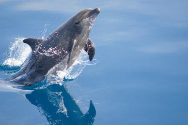 bottlenose dolphin picture dynamic joyful