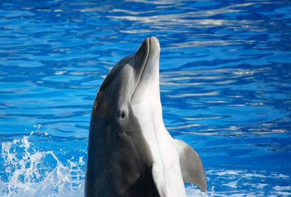 bottlenose dolphin tursiops marine mammal
