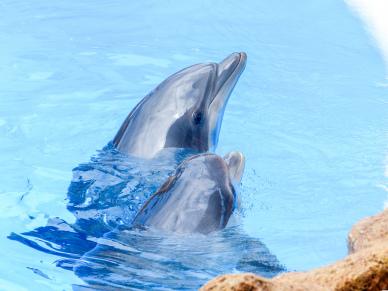 bottlenose dolphins performance picture elegant realistic